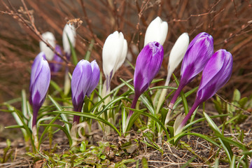 Purple and white crocus flowers in spring
