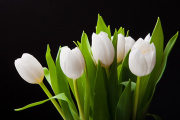 Bouquet of white tulips on black background