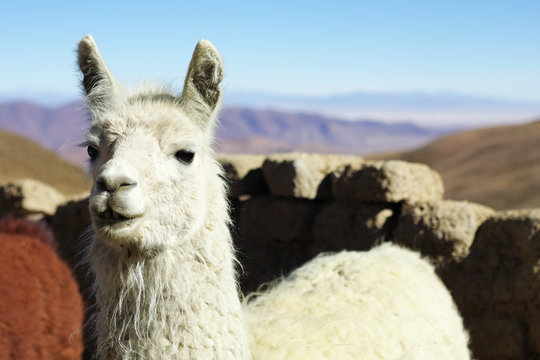 Lama dans la pampa Argentine (NOA)