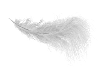 very fluffy white feather