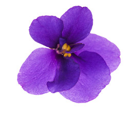 single simple isolated violet