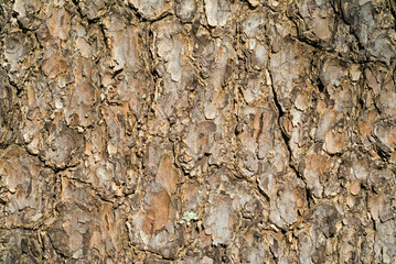 Bark of pine 2