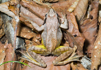Frog 16