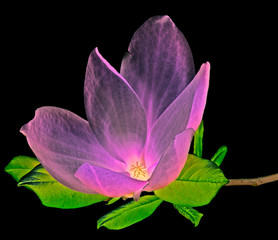 Obrazy na Szkle  magiczny kwiat magnolii
