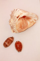 Horned Helmet and cowries from the Indian Ocean..
