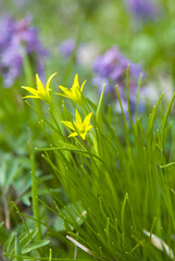 первоцвет © denova0