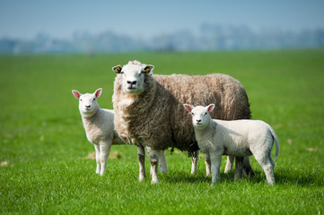 Mother sheep and her lambs in spring