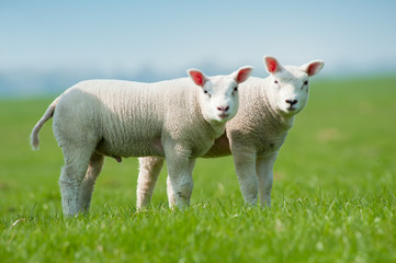 Obraz premium cute lambs in spring