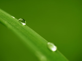 Gouttes d'eau sur une feuille