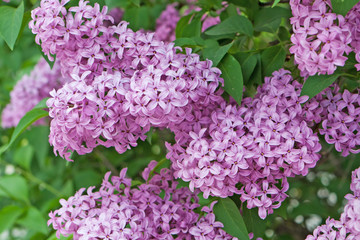 Syringa