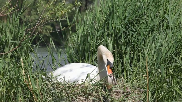cigno nel nido che cova