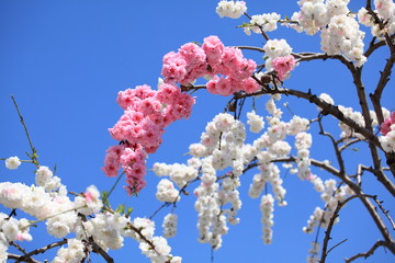 枝垂桃 (東京・国立西洋美術館)