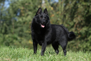 vivacité du schipperke