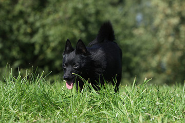 schipperke flairant le sol - schipperke running