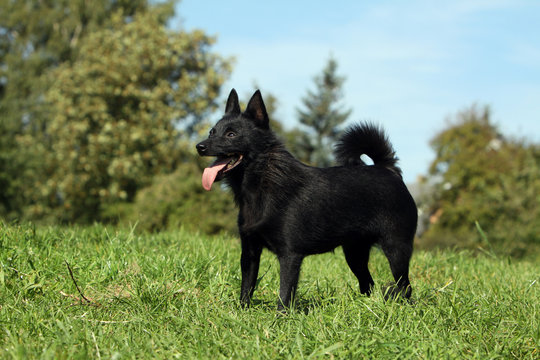 schipperke immobile