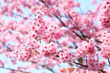 陽光桜 (東京・上野公園)