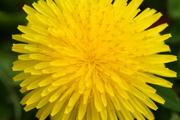 たんぽぽのクローズアップ