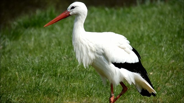 Storch