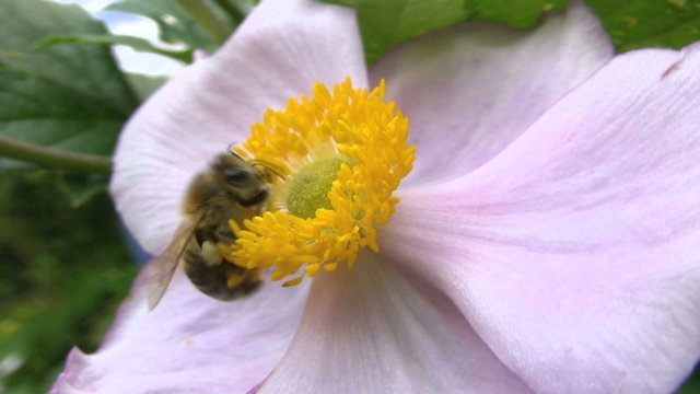 Bee landing on a flower, then collecting pollen