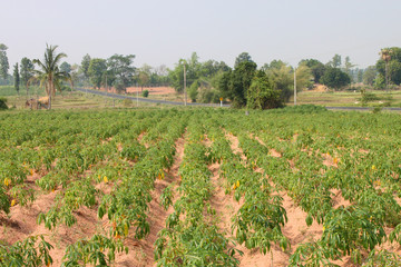 Cassava field