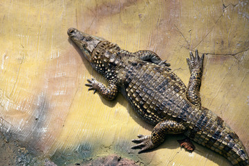 Crocodile
