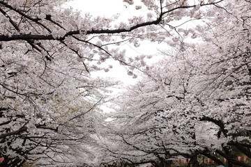 桜満開 (東京・上野公園)