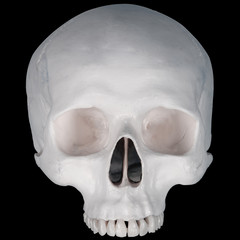 Obraz premium Human skull- upper half