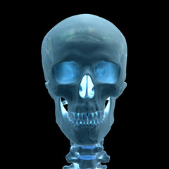 X-Ray skull