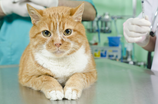 Garfield to the vet