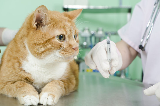 Garfield to the vet