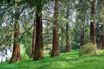Obraz premium Sequoia Forrest