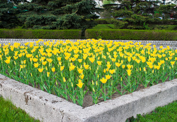 Obraz premium flower-bed with yellow tulips