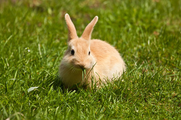 Junger Hase