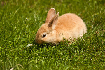 Hase