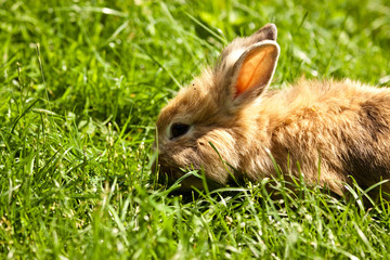 Hase © Jearu
