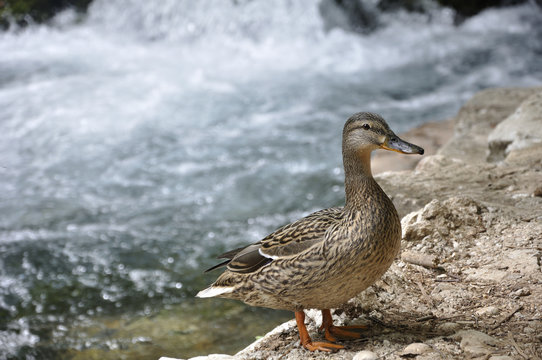 duck in nature