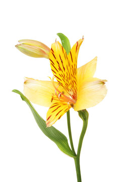 Fototapeta Alstroemeria flower