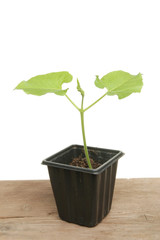 Young runner bean plant