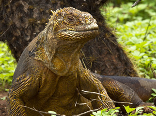 Drusenkopf (Galapagos-Landleguan) #2