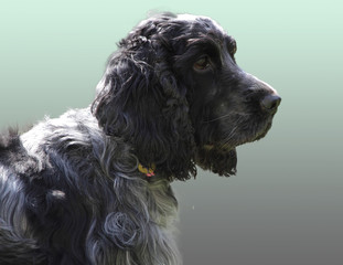 cocker