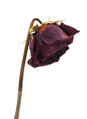 Dry rose