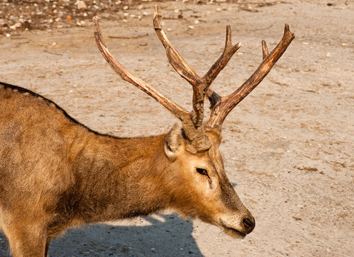 Head of David's deer