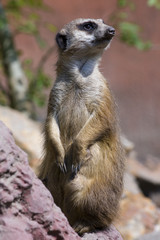 Fototapeta premium Meerkat (Suricata suricatta)