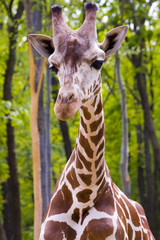 Reticulated giraffe (Giraffa camelopardalis reticulata)