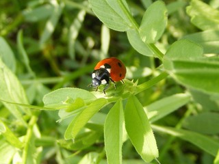 Fototapeta premium Marienkäfer