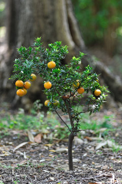 Alberello nano di piccoli mandarini