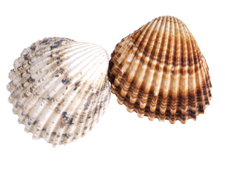 Two seashells