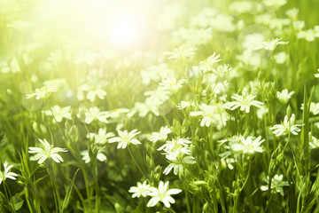 Spring background