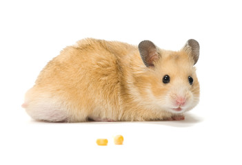 Hamster and corn seeds © veryolive