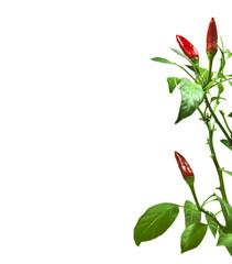 chili pepper